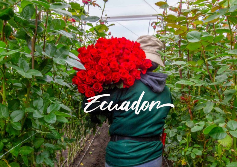 Harvesting roses in Ecuador