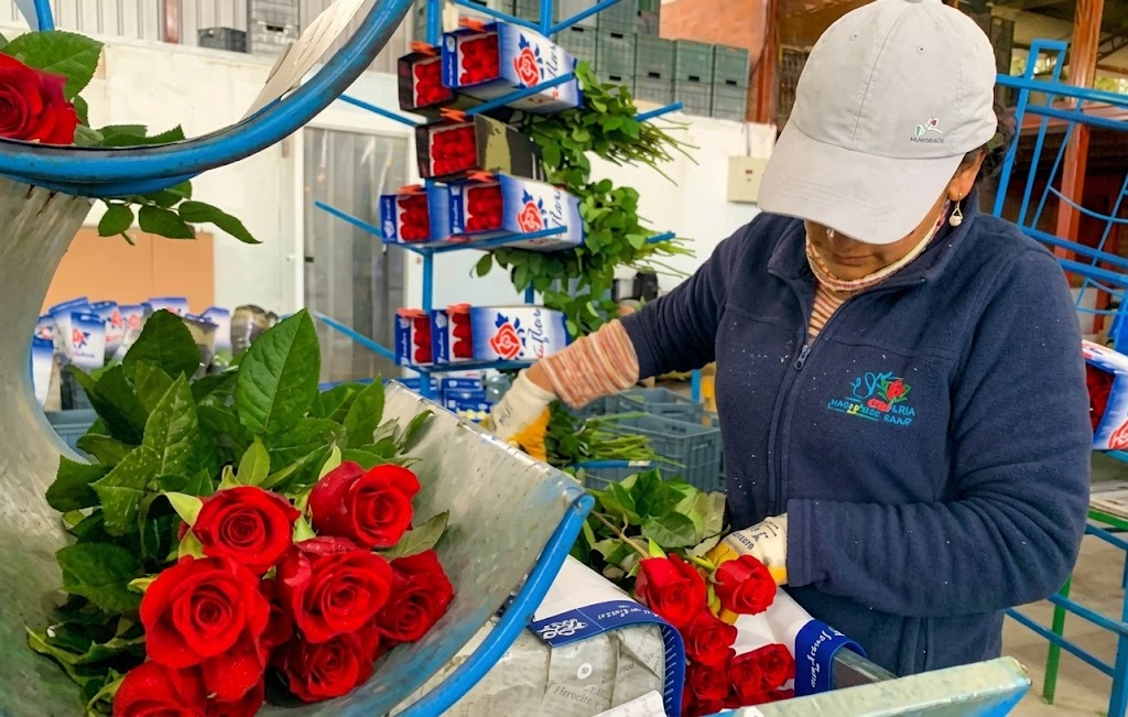 Ecuadorian rose grower